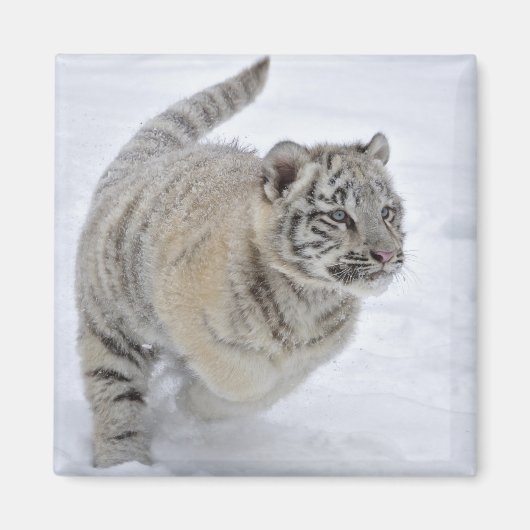Snow Tiger Magnet (Vorne)
