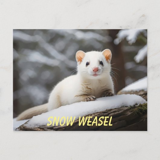 Snow Weasel liegt auf Felsen Postkarte (Vorderseite)
