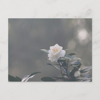 Snow White Camilla Postkarte