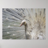 Snow White Poster (Vorne)