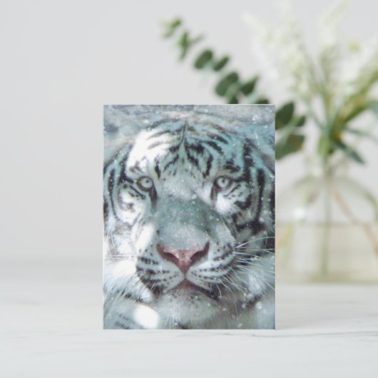 Snow White Tiger Postkarte (Stehend Vorderseite)