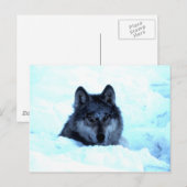 Snow Wolf Wolves Postkarte (Vorne/Hinten)