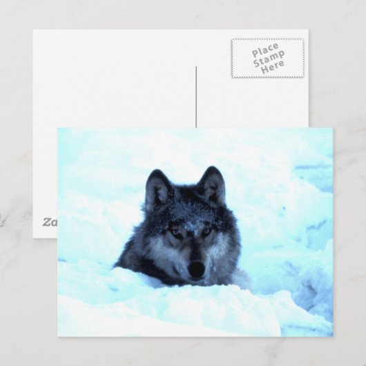 Snow Wolf Wolves Postkarte (Vorne/Hinten)