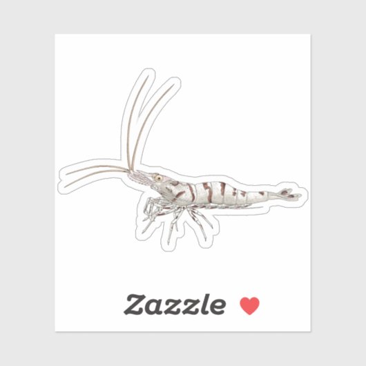 Snow Zebra Shrimp - Animal Sticker Collection (Blatt)