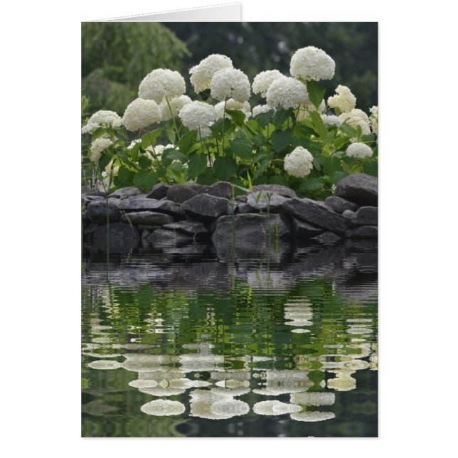 Snowball Bush Hydrangea (Vorne)