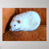 Snowball Rat Poster (Vorne)