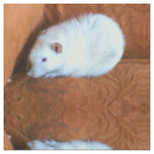 Snowball White Extravagant Pet Rat Gemustertes Gew Stoff (Nahaufnahme)