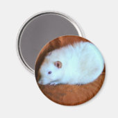Snowball White Rat Magnet (Vorderseite/Rückseite)