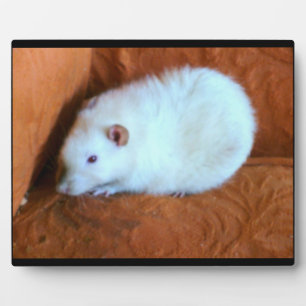 Snowball White Rat Plaque Fotoplatte