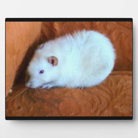 Snowball White Rat Plaque Fotoplatte (Vorderseite)
