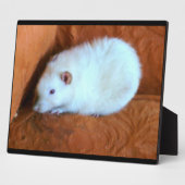 Snowball White Rat Plaque Fotoplatte (Seite)
