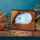 Snowball White Rat Plaque Fotoplatte (Seite)