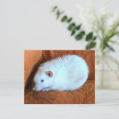 Snowball White Rat Postcard Postkarte (Stehend Vorderseite)