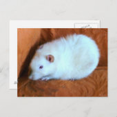 Snowball White Rat Postcard Postkarte (Vorne/Hinten)