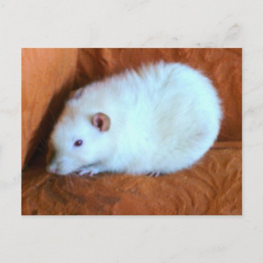 Snowball White Rat Postcard Postkarte (Vorderseite)