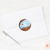 Snowball White Rat Sticker (Umschlag)