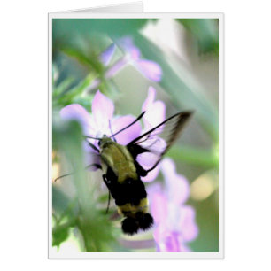 Snowberry Clearwing Kolibri-Motte