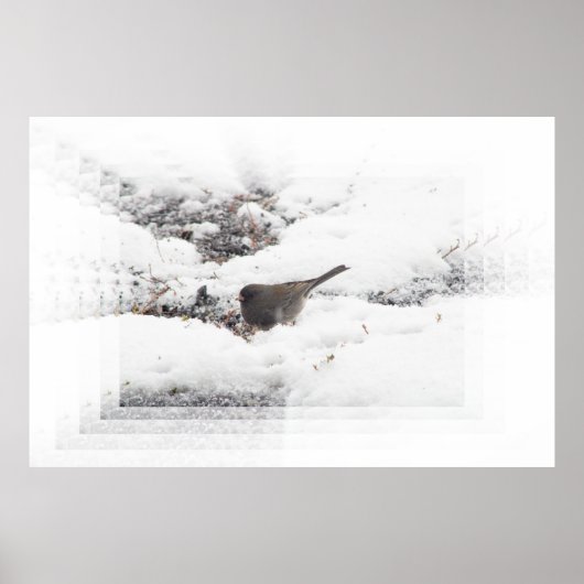 Snowbird 01 poster (Vorne)