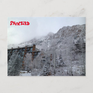 Snowbird Postkarte