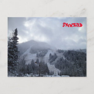 Snowbird Postkarte