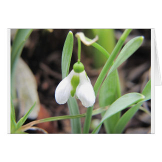 Snowdrop - Birth Blume - Januar