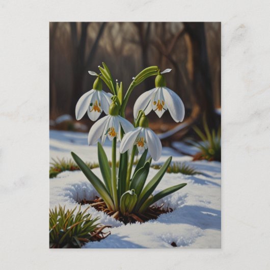 Snowdrop Blume Postkarte (Vorderseite)