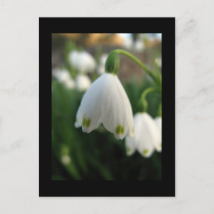 Snowdrop Blume Postkarte