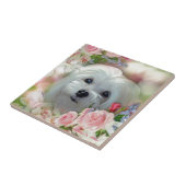 Snowdrop das maltesische fliese (Seite)