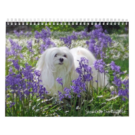 Snowdrop der maltesische Kalender (Titelbild)