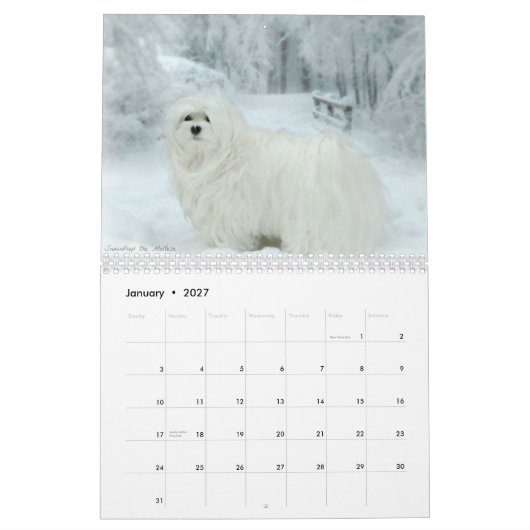 Snowdrop der maltesische Kalender (Jan 2027)