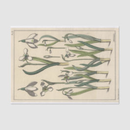 Snowdrop, die Botany-Serie von Eugene Grasset Seidenpapier