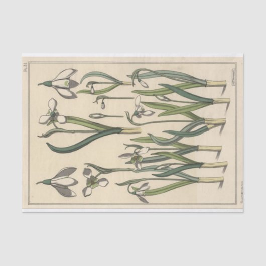 Snowdrop, die Botany-Serie von Eugene Grasset Seidenpapier (Vorderseite)