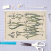 Snowdrop, die Botany-Serie von Eugene Grasset Seidenpapier (Handwerk)