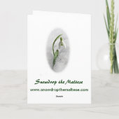Snowdrop die maltesische Gruß-Karte Karte (Rückseite)
