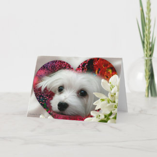 Snowdrop die maltesische leere Gruß-Karte Karte