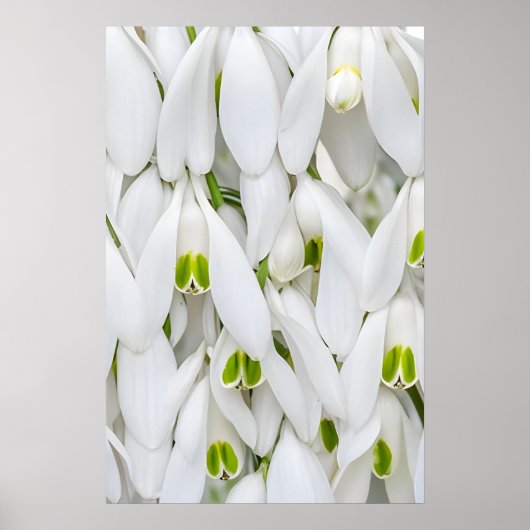 Snowdrop (Galanthus nivalis), Bote des Frühlings Poster (Vorne)