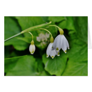 Snowdrop Geschenk-Karte