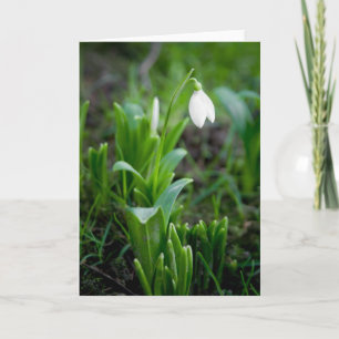 Snowdrop Gruß-Karte Grusskarte Schneegloeckch Karte