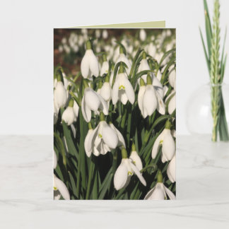 Snowdrop Karte