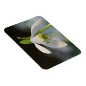 Snowdrop Magnet (Rechte Seite)