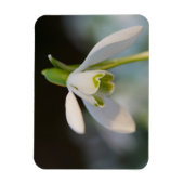 Snowdrop Magnet (Vertikal)