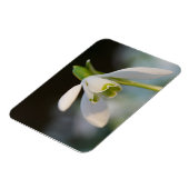 Snowdrop Magnet (Linke Seite)