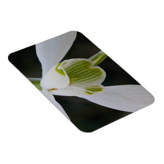Snowdrop Magnet (Rechte Seite)