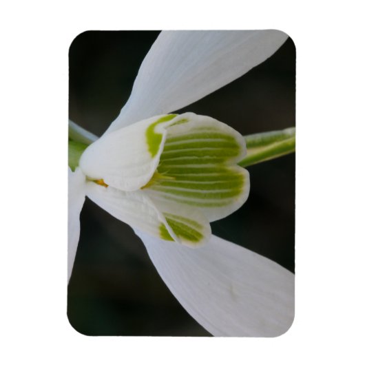 Snowdrop Magnet (Vertikal)