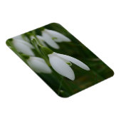 Snowdrop Magnet (Rechte Seite)