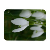 Snowdrop Magnet (Horizontal)
