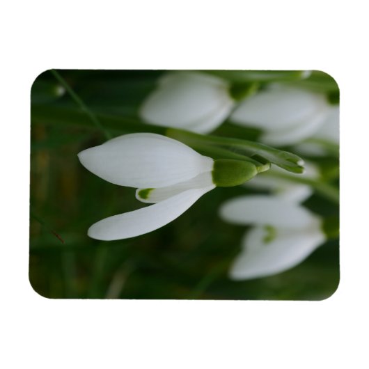 Snowdrop Magnet (Horizontal)