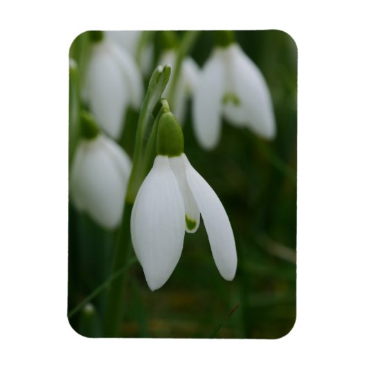 Snowdrop Magnet (Vertikal)