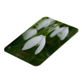 Snowdrop Magnet (Linke Seite)