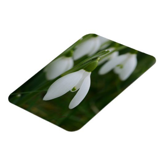Snowdrop Magnet (Linke Seite)